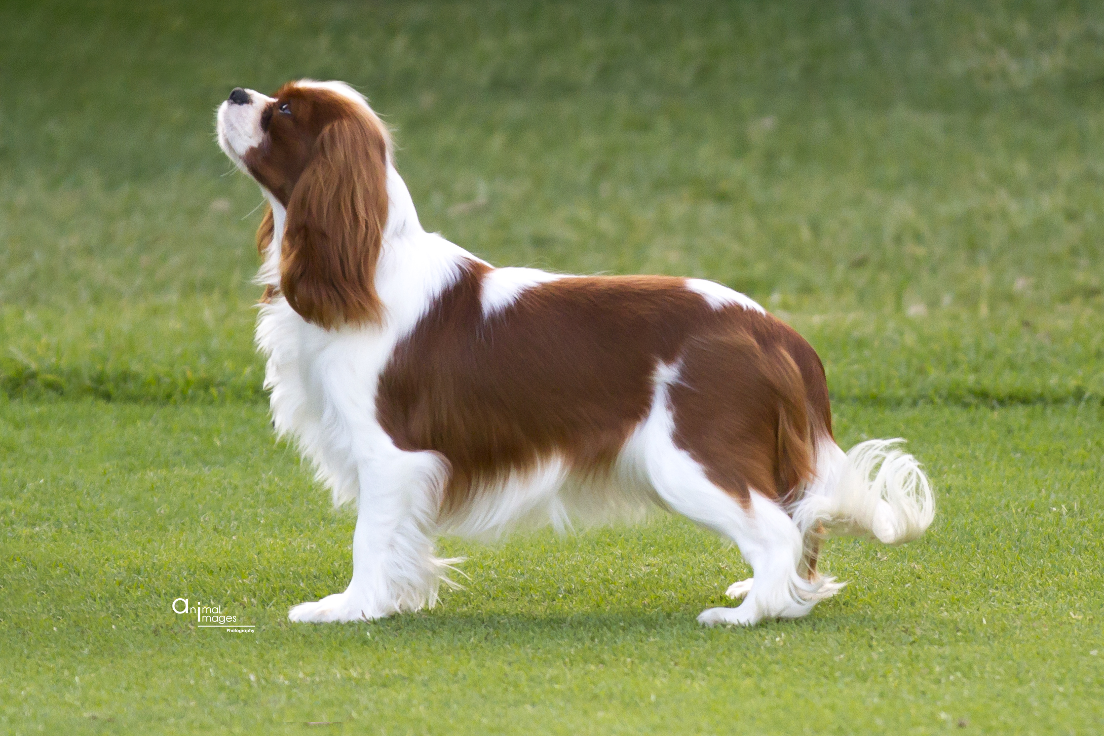 Purebred Puppies Purebred Dogs Listings